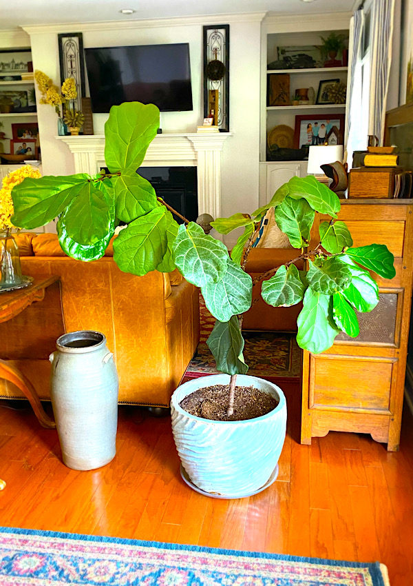 How-To Prune a Fiddle Leaf Fig