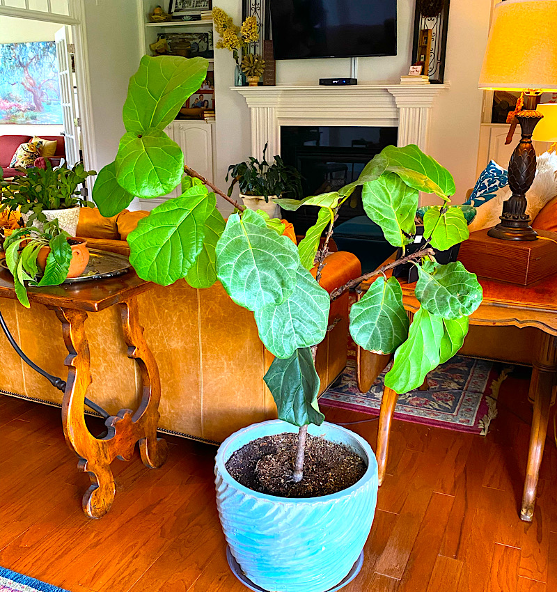 A fresh haircut for your fiddle leaf fig!