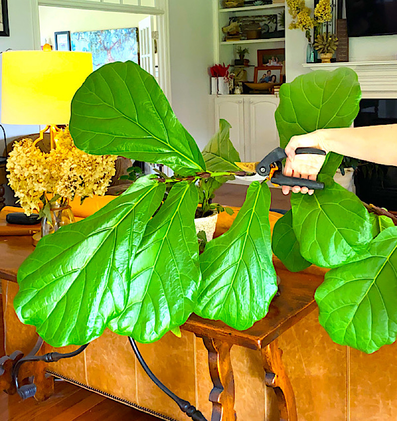 Learn how to Prune a Fiddle Leaf Fig without fear