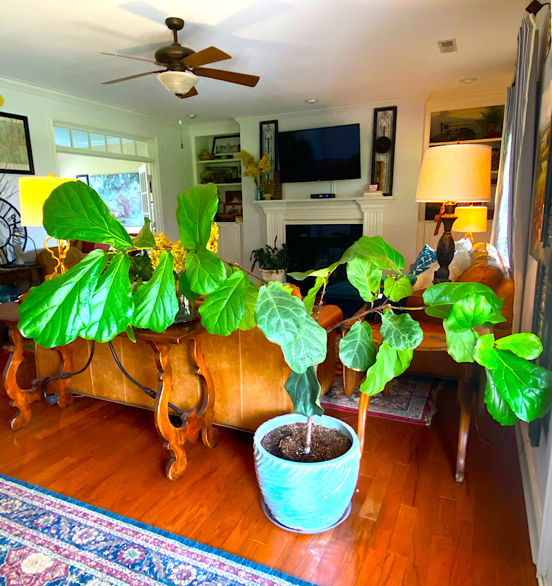 This Fiddle Leaf Fig needs some Pruning for sure. Follow this link to a video on how to properly prune yours today
