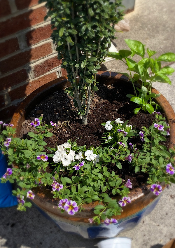 Planting Herbs with Summer Annuals finished planting