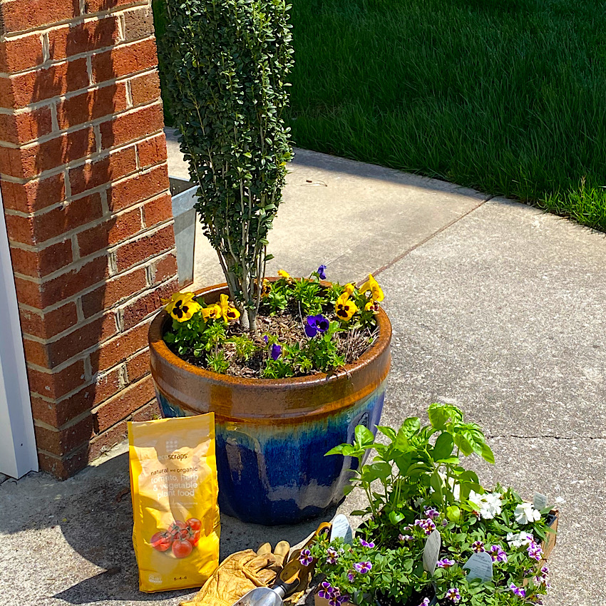 Planting Herbs with Summer Annuals in a large blue flower pot outside.