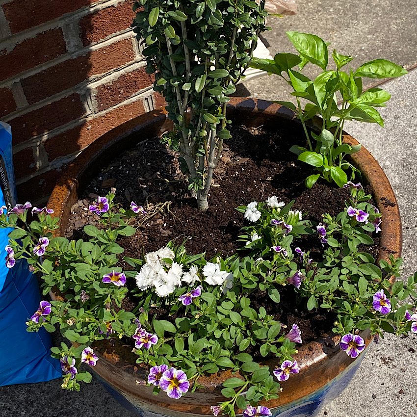 Just finished Planting Herbs with Summer Annuals in this blue Clay Pot. In a few months this Basil plant will be huge.