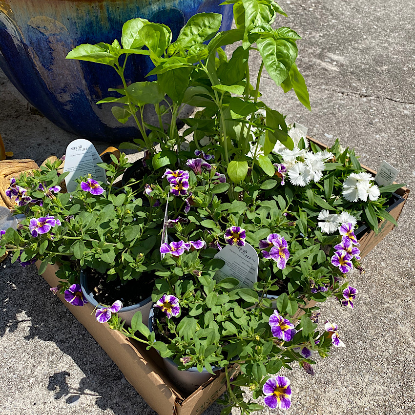Purple petunias, white dianthus and basil. Ready to be planted together for the summer
